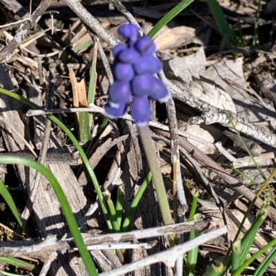 Muscari armeniacum (Grape Hyacinth) at Bruce Ridge to Gossan Hill - 10 Sep 2020 by JVR