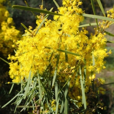 Acacia boormanii (Snowy River Wattle) at O'Connor, ACT - 10 Sep 2020 by RWPurdie