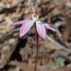 Caladenia fuscata (Dusky Fingers) at O'Connor, ACT - 10 Sep 2020 by RWPurdie