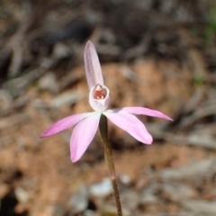 Caladenia fuscata at O'Connor, ACT - suppressed