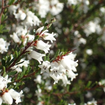 Cryptandra amara (Bitter Cryptandra) at O'Connor, ACT - 10 Sep 2020 by RWPurdie