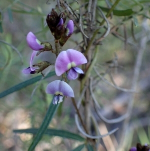 Glycine clandestina at O'Connor, ACT - 11 Sep 2020