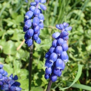 Muscari armeniacum at O'Connor, ACT - 11 Sep 2020