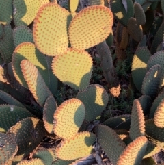 Opuntia rufida (Blind Cactus) at Bruce, ACT - 10 Sep 2020 by JVR