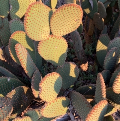 Opuntia rufida (Blind Cactus) at Bruce, ACT - 11 Sep 2020 by JVR