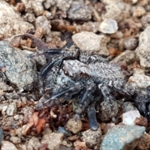 Servaea sp. (genus) at Latham, ACT - 11 Sep 2020