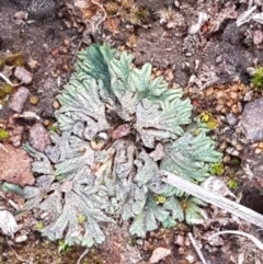 Riccia subbifurca (Liverwort) at Latham, ACT - 11 Sep 2020 by tpreston