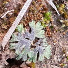 Riccia subbifurca at Latham, ACT - 11 Sep 2020