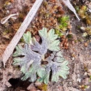 Riccia subbifurca at Latham, ACT - 11 Sep 2020