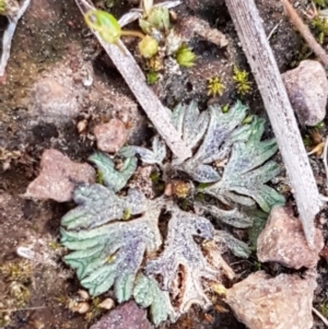 Riccia subbifurca at Latham, ACT - 11 Sep 2020