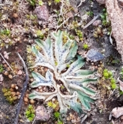 Riccia subbifurca at Latham, ACT - 11 Sep 2020