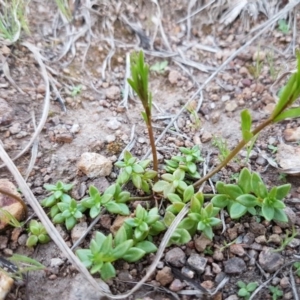 Linaria pelisseriana at Latham, ACT - 11 Sep 2020