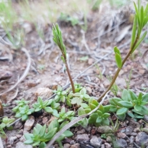 Linaria pelisseriana at Latham, ACT - 11 Sep 2020