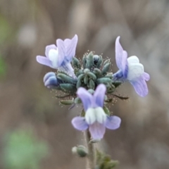 Linaria arvensis (Corn Toadflax) at Latham, ACT - 11 Sep 2020 by trevorpreston