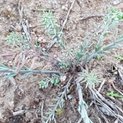 Linaria arvensis at Latham, ACT - 11 Sep 2020