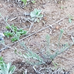 Linaria arvensis at Latham, ACT - 11 Sep 2020