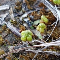 Asterella drummondii (A thallose liverwort) at Latham, ACT - 11 Sep 2020 by trevorpreston
