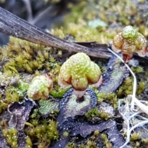 Asterella drummondii at Latham, ACT - 11 Sep 2020