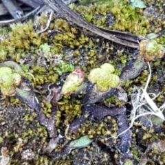 Asterella drummondii at Latham, ACT - 11 Sep 2020