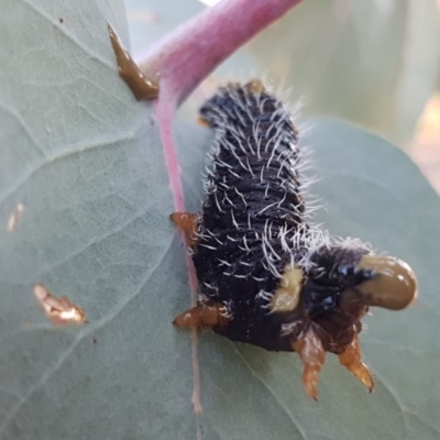 Perga sp. (genus) (Sawfly or Spitfire) at Umbagong District Park - 11 Sep 2020 by tpreston