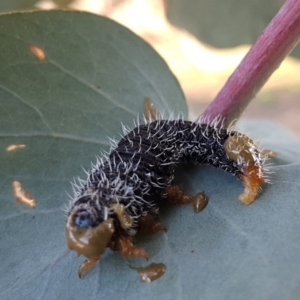 Perga sp. (genus) at Latham, ACT - 11 Sep 2020