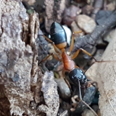 Camponotus consobrinus (Banded sugar ant) at Umbagong District Park - 11 Sep 2020 by tpreston