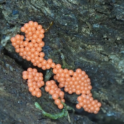 Myxomycete - past plasmodial stage at Tidbinbilla Nature Reserve - 6 Sep 2020 by Caric