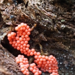 Myxomycete - past plasmodial stage at Paddys River, ACT - 6 Sep 2020 12:15 PM