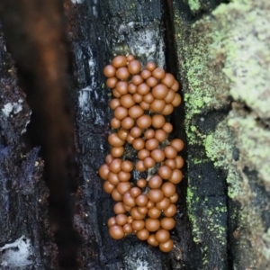 Myxomycete - past plasmodial stage at Paddys River, ACT - 6 Sep 2020 12:15 PM