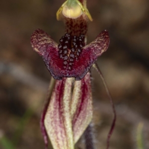 Caladenia actensis at suppressed - suppressed