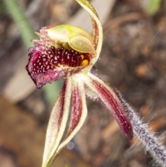 Caladenia actensis at suppressed - suppressed