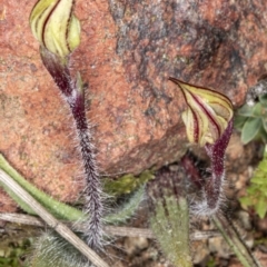 Caladenia actensis at suppressed - suppressed