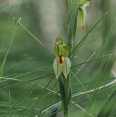 Bunochilus montanus (Montane Leafy Greenhood) at Paddys River, ACT - 6 Sep 2020 by Caric