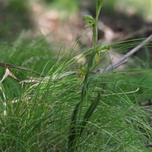 Bunochilus montanus at Paddys River, ACT - 6 Sep 2020