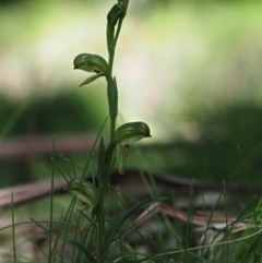 Bunochilus montanus at Paddys River, ACT - 6 Sep 2020