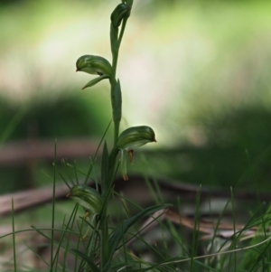 Bunochilus montanus at Paddys River, ACT - 6 Sep 2020