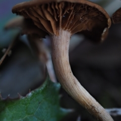 zz agaric (stem; gills not white/cream) at Umbagong District Park - 7 Jul 2020 by Caric