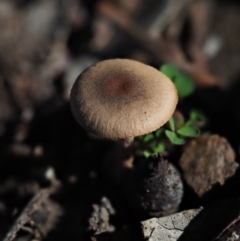 zz agaric (stem; gills not white/cream) at Umbagong District Park - 7 Jul 2020 by Caric