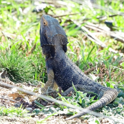 Pogona barbata (Eastern Bearded Dragon) at Stromlo, ACT - 11 Sep 2020 by Ct1000