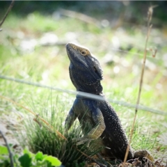 Pogona barbata at Stromlo, ACT - suppressed