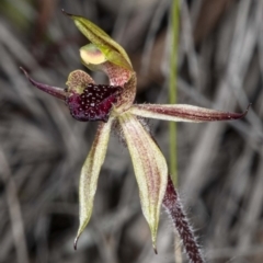 Caladenia actensis (Canberra Spider Orchid) at Downer, ACT - 11 Sep 2020 by DerekC