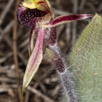 Caladenia actensis (Canberra Spider Orchid) at Downer, ACT - 11 Sep 2020 by DerekC