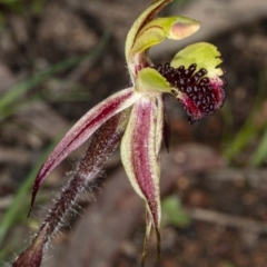 Caladenia actensis (Canberra Spider Orchid) at Downer, ACT - 11 Sep 2020 by DerekC