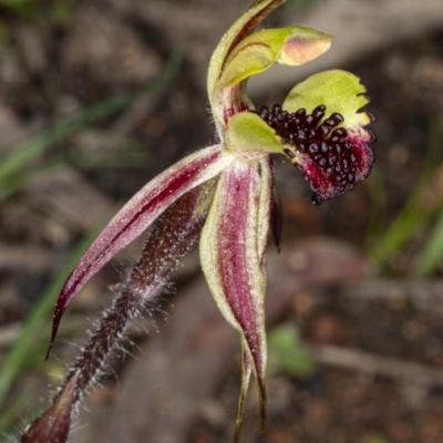 Caladenia actensis (Canberra Spider Orchid) by DerekC