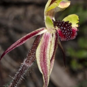 Caladenia actensis at suppressed - suppressed