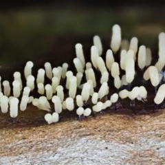 Myxomycete - past plasmodial stage at Umbagong District Park - 2 Aug 2020 by Caric
