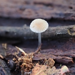 Mycena sp. (Mycena) at Latham, ACT - 2 Aug 2020 by Caric