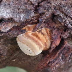 zz Polypore (shelf/hoof-like) at Umbagong District Park - 2 Aug 2020 by Caric