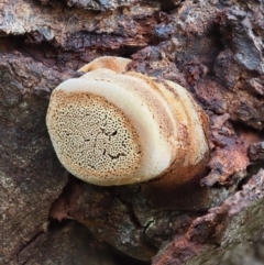 zz Polypore (shelf/hoof-like) at Latham, ACT - 2 Aug 2020 03:21 PM