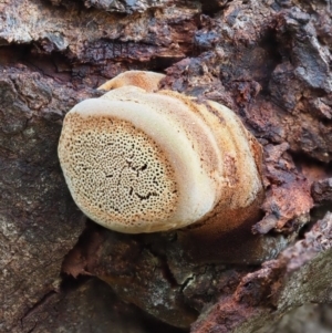 zz Polypore (shelf/hoof-like) at Latham, ACT - 2 Aug 2020 03:21 PM